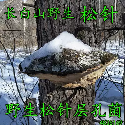 Changbai Mountain wild pine needle layer pore bacteria Wild mulberry ponderosa pine layer pore bacteria Pine needle Ganoderma lucidum 500 grams of pine needle