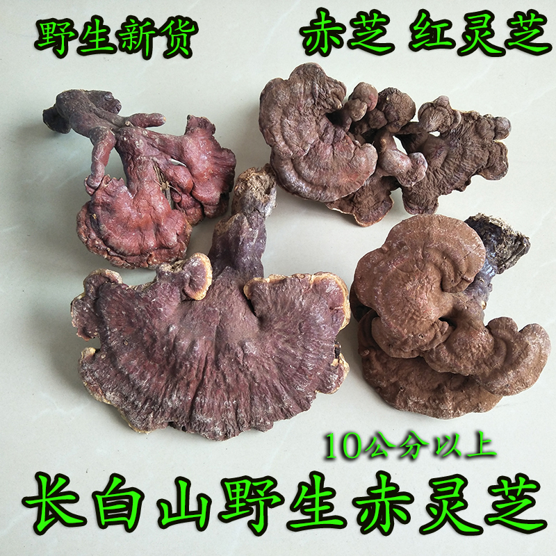Changbai Mountain Wild Ganoderma lucidum Ganoderma lucidum Red Ganoderma lucidum Ganoderma lucidum Wild Ganoderma lucidum 250g
