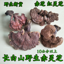 Changbai Mountain Wild Red Ganoderma Lucidum Wild Red Zhi Red Ganoderma Lucidum Red Ganoderma Lucidum Wild Ganoderma Lucidum 250g Red Zhi