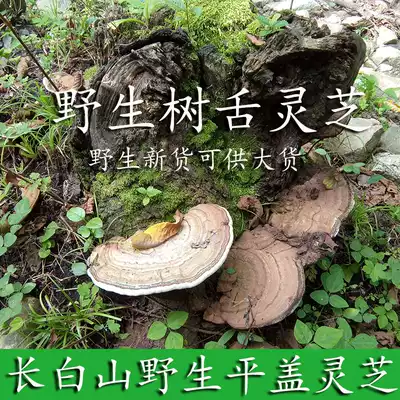 Changbai Mountain wild flat cover Ganoderma Lucidum Tree tongue Ganoderma Lucidum Wild Ganoderma Lucidum Tree tongue 500g Flat cover Ganoderma Lucidum Wild Qingzhi