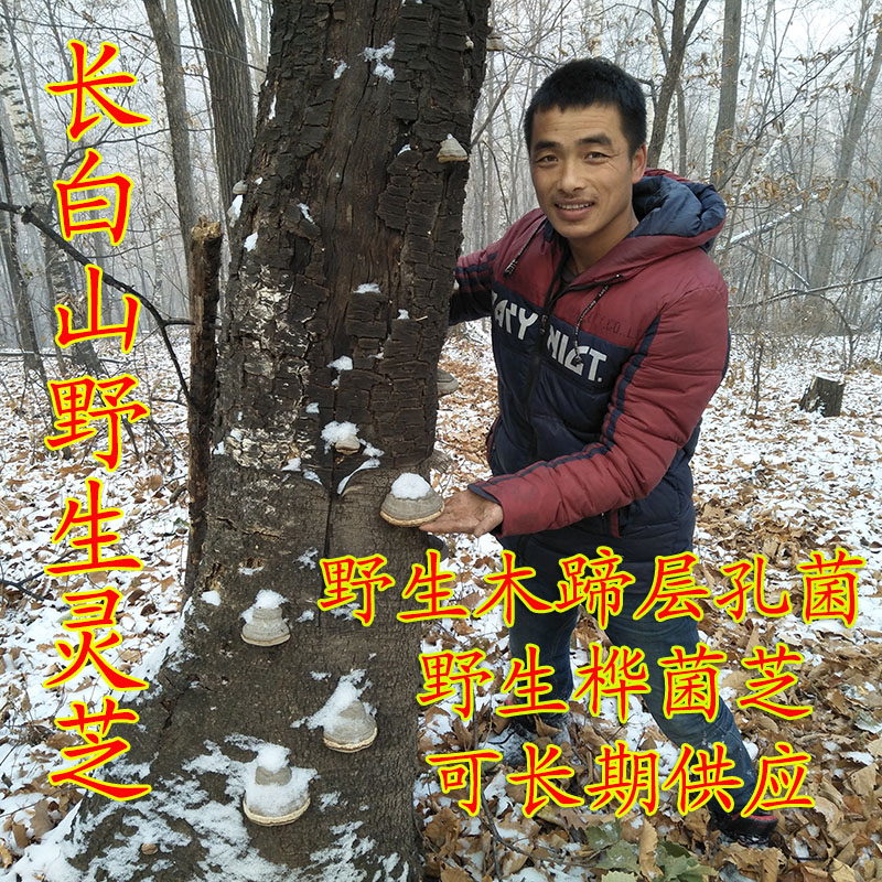 Changbai Mountain wild wood hoof birch mushroom wild birch mushroom wood hoof fungus wood hoof layer hole fungus 500g wood hoof