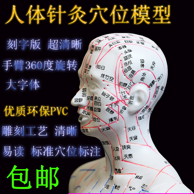 中医针灸穴位图人体模型50cm男女模型清晰经络小人体针灸穴位模型