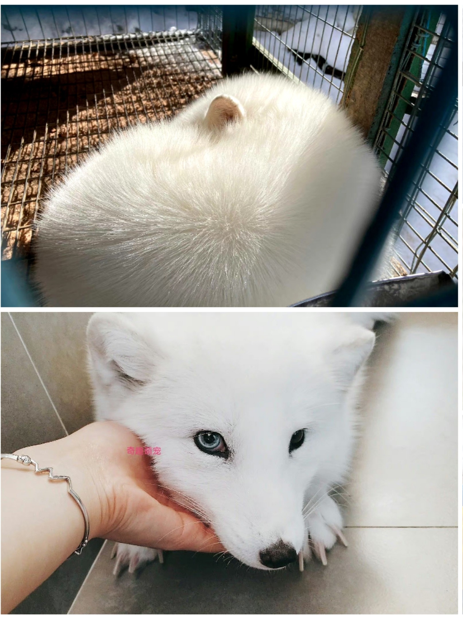 宠物界新宠：异瞳雪狐幼崽，自家养殖的白狐蓝眼冰岛狐，活体小狐狸，黑