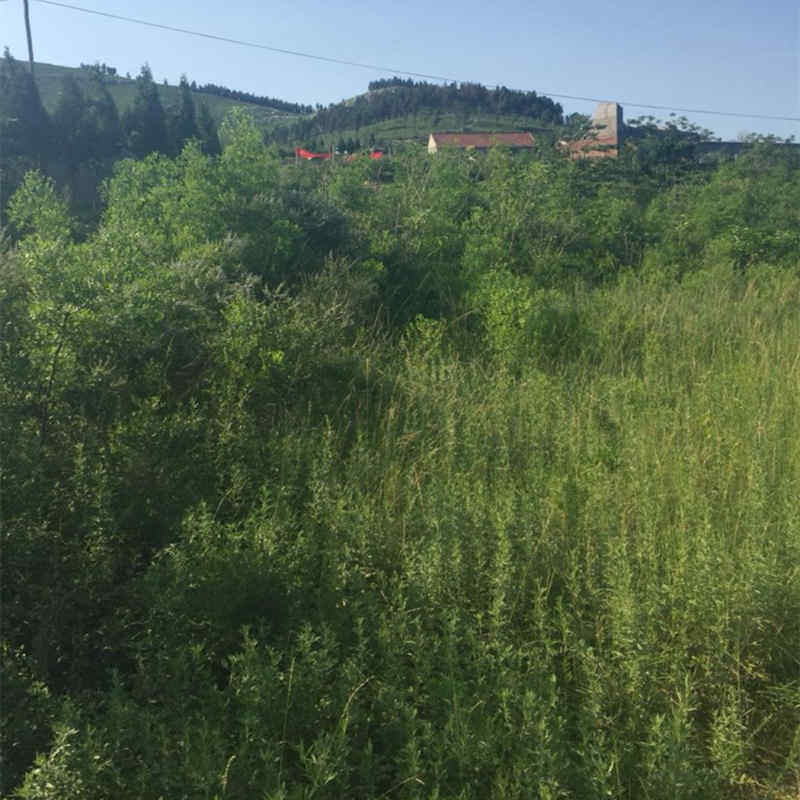 Ноги мешки ванной 2斤野生艾叶草艾草 蕲艾叶泡脚包煮鸡蛋食用艾叶泡澡艾条绒