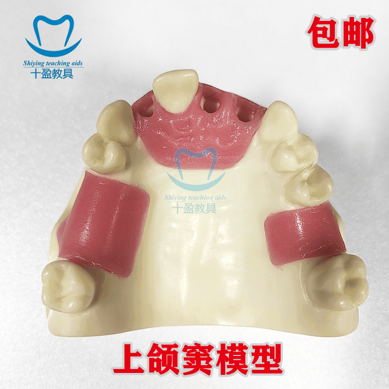 牙科种植练习模型仿真口腔培训模型上颌窦种植缺失模型软牙龈包邮
