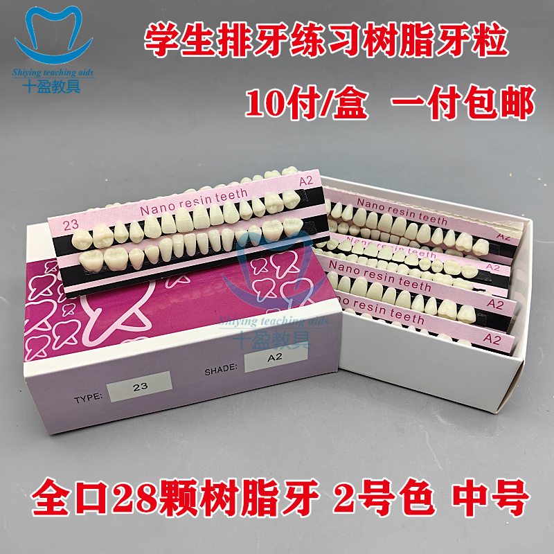 牙科教学模具专用 2色 中号 假牙 义齿 学生练习排牙用全口树脂