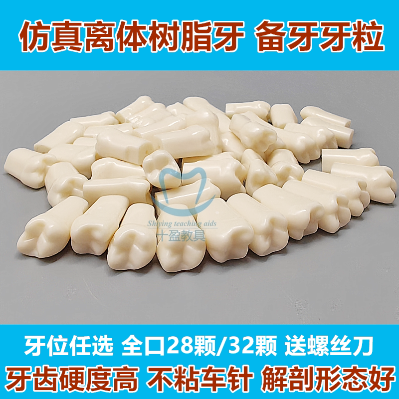 齿科树脂牙口腔离体树脂备牙牙粒仿真离体树脂牙备牙练习制备窝洞