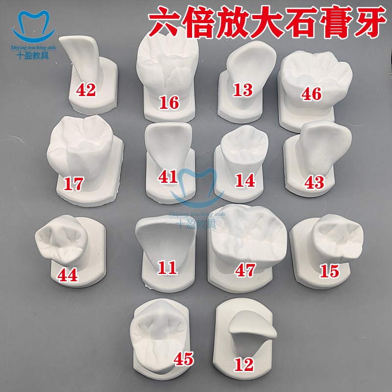 牙科6倍石膏模型 教学雕牙牙齿模型 六倍带底座磨具 教具练习雕刻