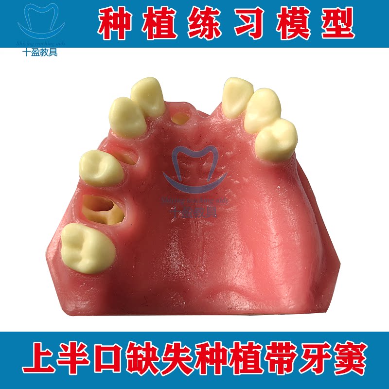 口腔种植练习模型培训上颌骨 上颌缺失牙上颌窦提升 下颌骨软牙龈