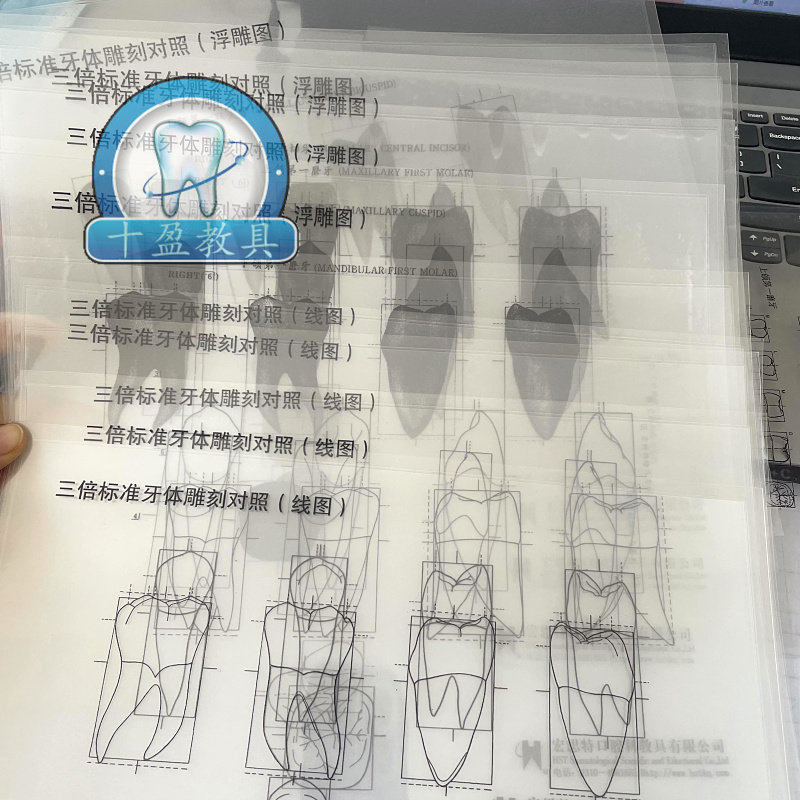3倍三倍标准牙体雕刻对照线图 浮雕图 雕牙步骤切牙尖牙磨牙 11张
