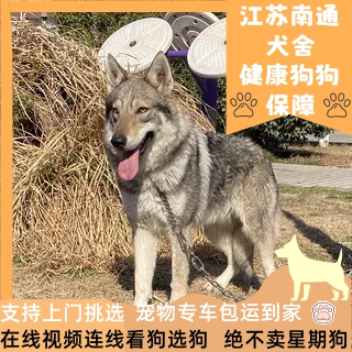 江浙沪CKU认证阿斯塔捷克狼犬舍的LOGO