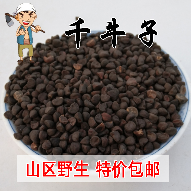 Taihang Mountain wild Morning Glory seeds 500g black ugly free powder horn flower seeds