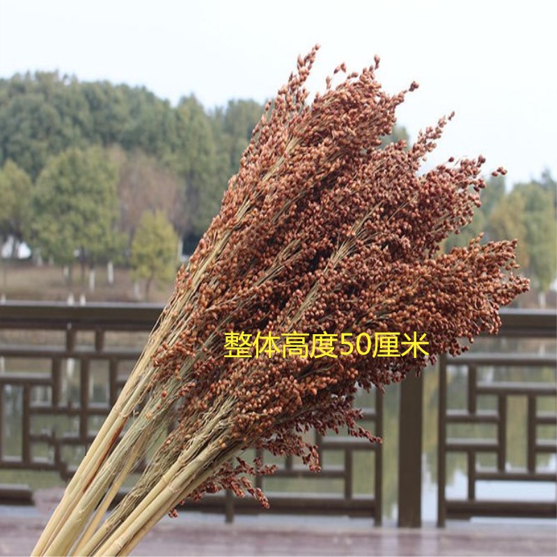Cao lương lúa miến khô hoa mô phỏng trang trí hoa bình dị trang trại cảnh bố trí lúa tai tai năm tai - Hoa nhân tạo / Cây / Trái cây bình hoa giả để phòng khách