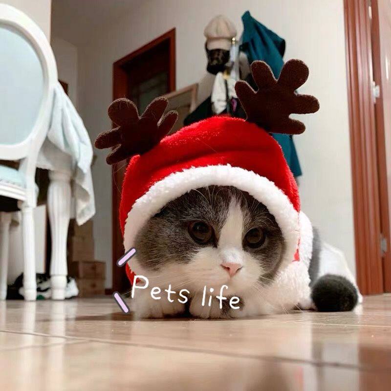 Net Red Cat Clothing Dog Winter Christmas Clothing Brief Blue Cat Cute Teddy Dog Little Dog Warm Winter Clothing