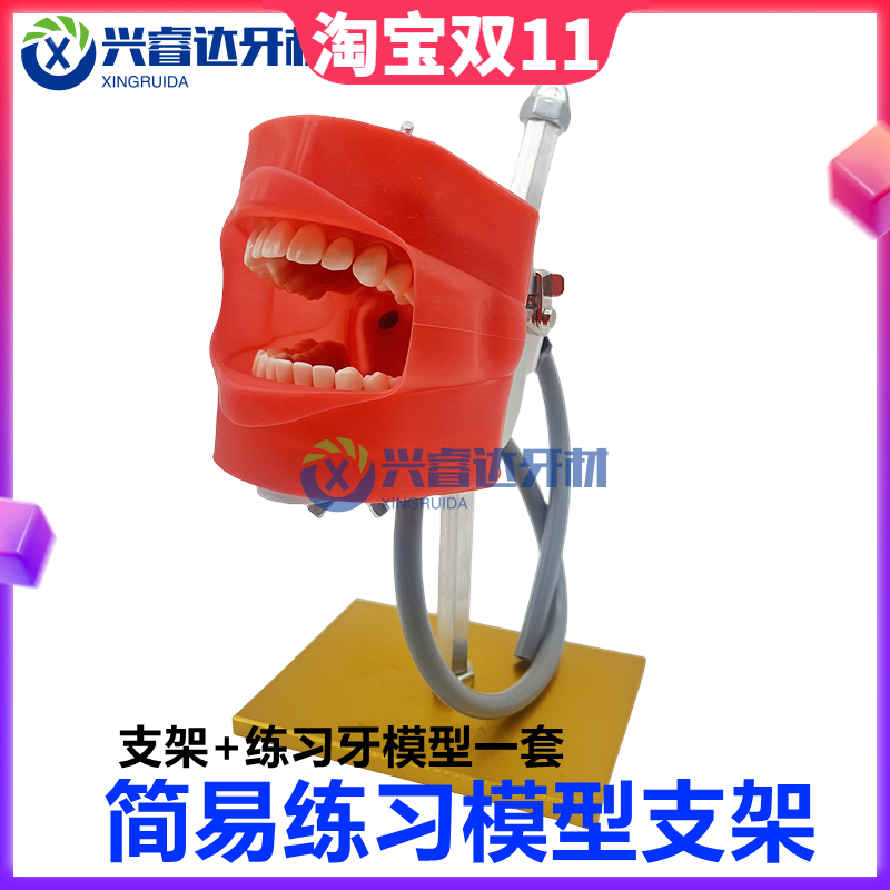 牙科简易仿真教学头模套装练习备牙头颅模型可调节拆卸牙齿牙模