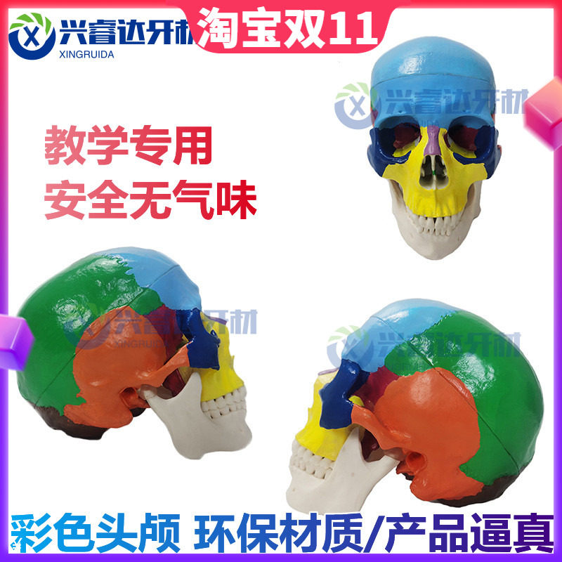 口腔仿真彩色头颅模型可拆卸牙科教具骷髅头医学颅骨头骨标本头模