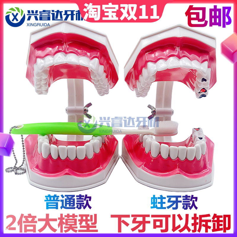 儿童早教刷牙模型两倍 幼儿园口腔教学牙齿模型 教具大号仿真牙模