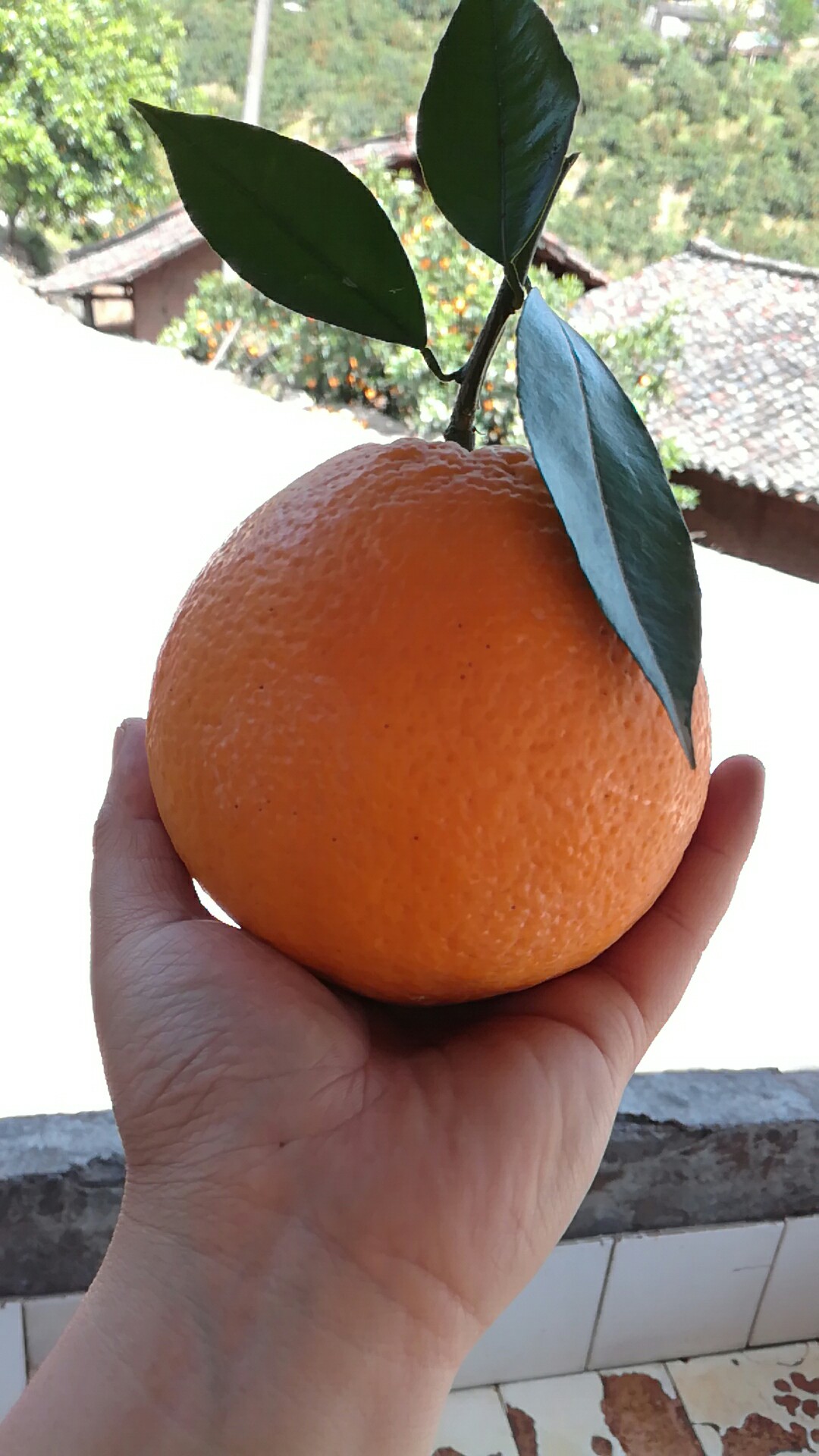 Patonglun late fresh orange 10 pounds Zigui Three Gorges navel orange Spring orange big fruit selenium-rich orchard fresh pick green round late