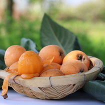 Yunnan Mengzi Loquat Changhong Loquat 1 3 5 catties package