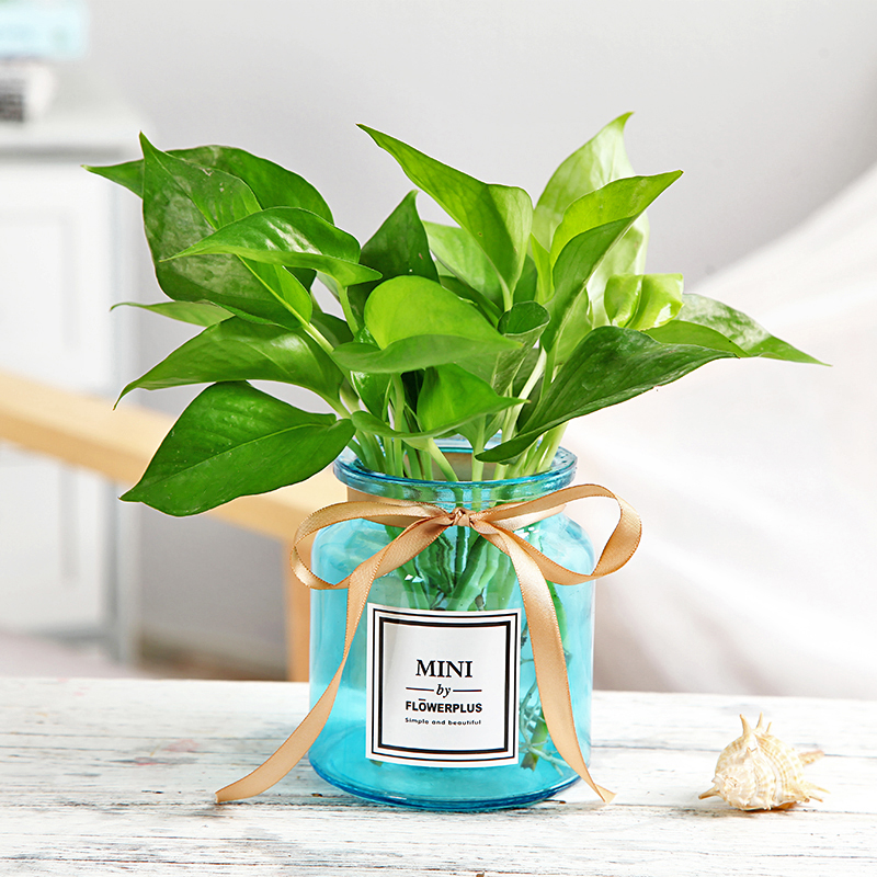 Bình thủy tinh sáng tạo Luo Jiuli nước hoa bình hoa máy tính để bàn chèn hoa khô mô phỏng hoa bình hoa - Vase / Bồn hoa & Kệ bình thủy tinh trồng cây