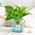 Bình thủy tinh sáng tạo Luo Jiuli nước hoa bình hoa máy tính để bàn chèn hoa khô mô phỏng hoa bình hoa - Vase / Bồn hoa & Kệ bình thủy tinh trồng cây Vase / Bồn hoa & Kệ