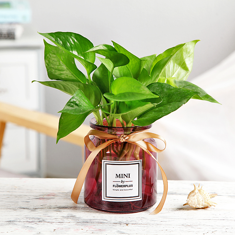 Bình thủy tinh sáng tạo Luo Jiuli nước hoa bình hoa máy tính để bàn chèn hoa khô mô phỏng hoa bình hoa - Vase / Bồn hoa & Kệ bình thủy tinh trồng cây
