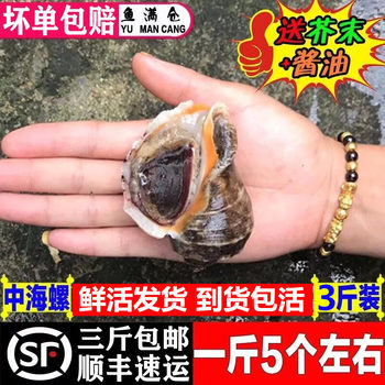 Fresh wild shellfish conch arrives packaged live