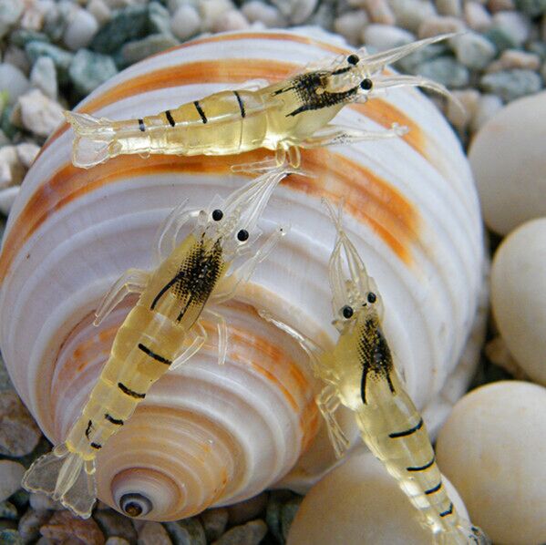 Luminous Shrimp Soft Shrimp Fake Shrimp 1 3g 40mm Luya Soft Bait Fake Bait 3g 6mm Packed Lead Shrimp - Taobao