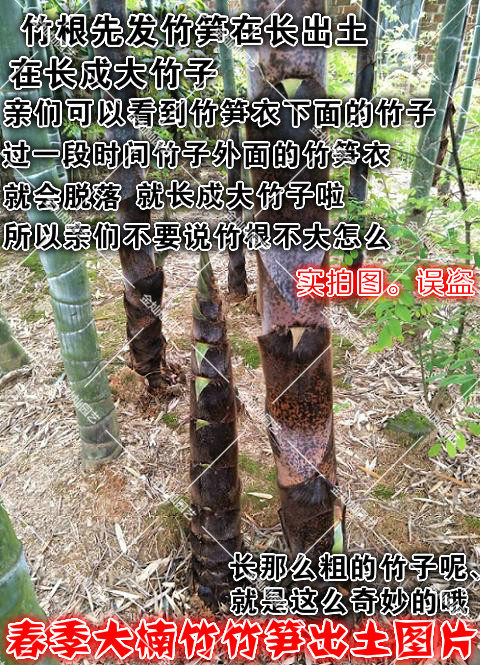 四季常青的楠竹鞭毛竹苗,适合北方庭院种植吗?🌿-观叶 /花灌木-淘宝好物网