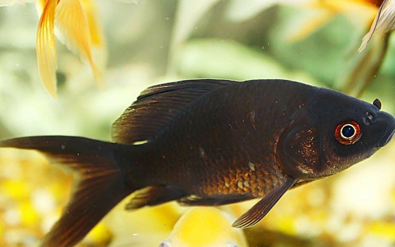 你可知道養金魚的魚缸怎麼佈置和選擇 淘寶海外