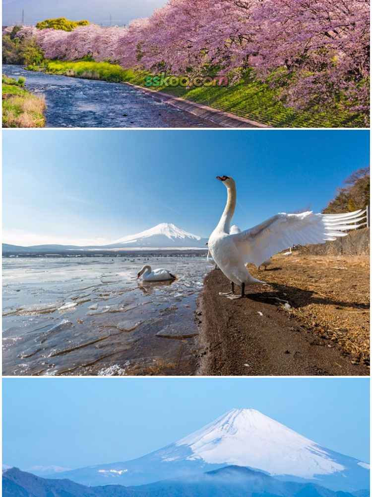 富士山高山樱花风景高清JPG摄影照片4K壁纸背景图片插图设计素材插图7