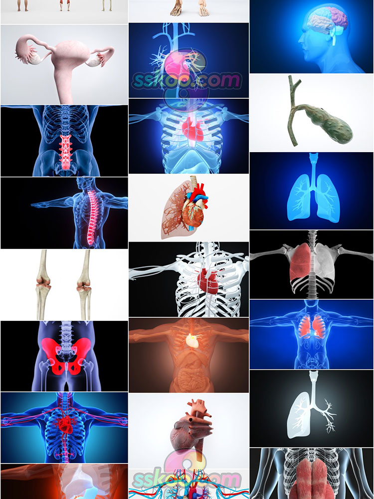 高清人体骨骼肌肉组织器官经脉分布模型场景JPG背景图片设计素材插图13