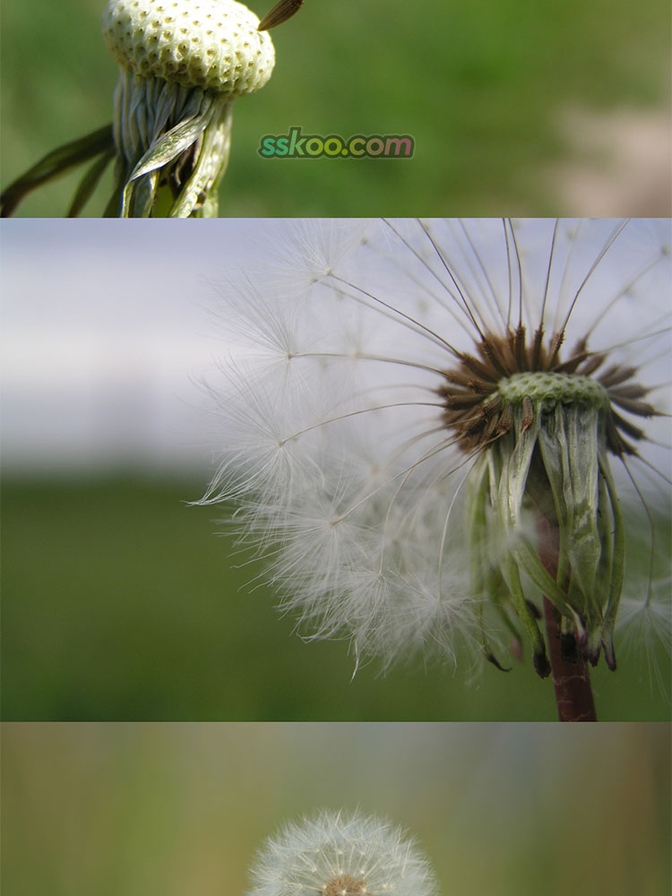 蒲公英场景高清JPG摄影特写照片4K壁纸背景图片插图设计素材插图7