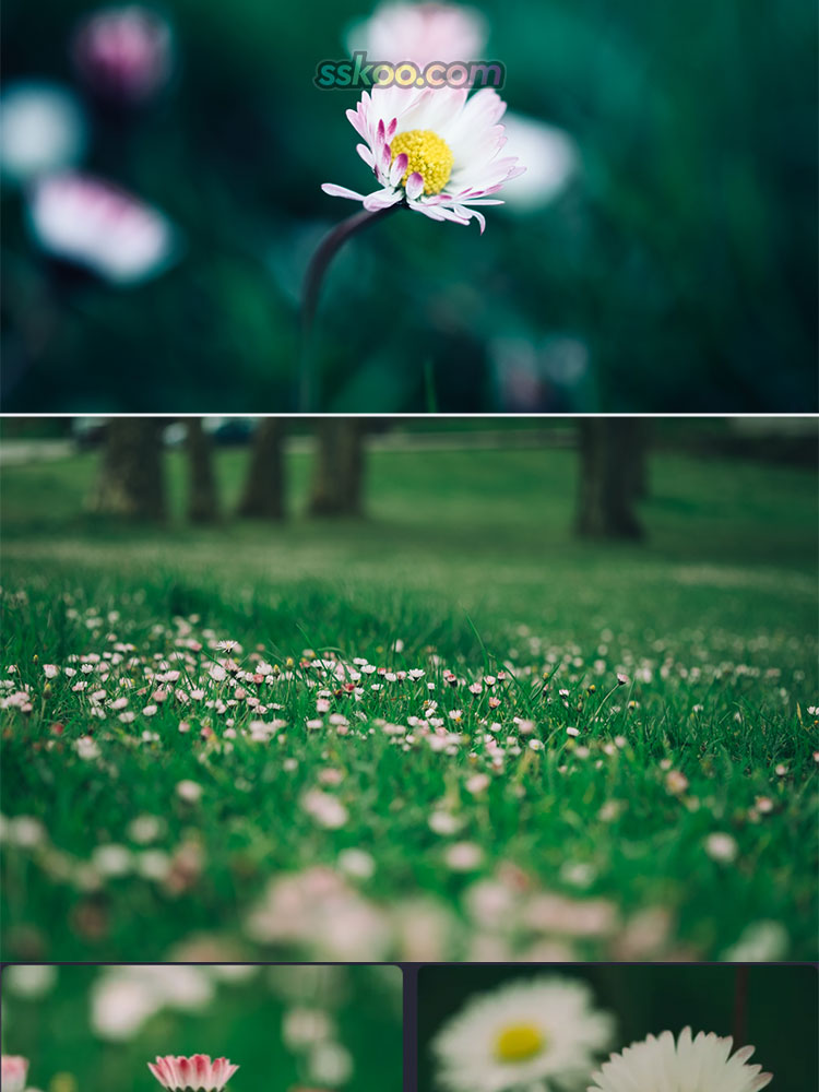 青草地菊花雏菊野菊花风景高清JPG摄影照片花卉图片海报背景素材插图5