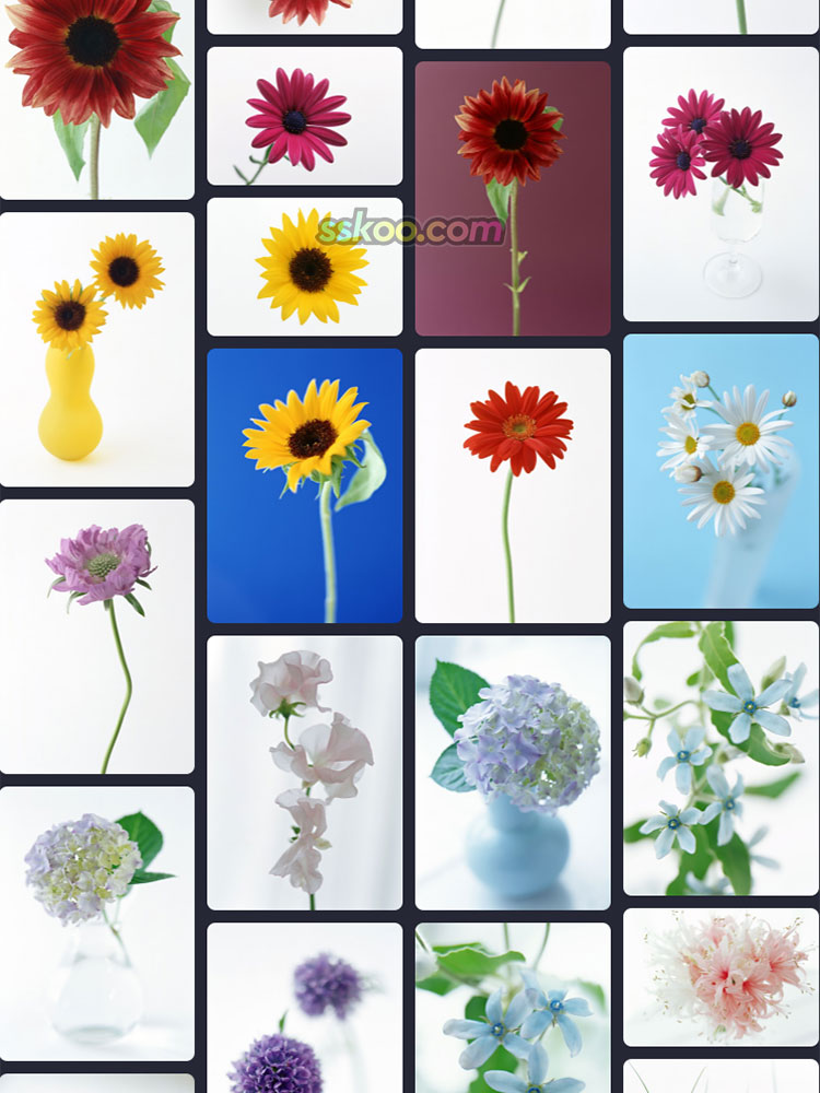 鲜花合集背景高清JPG摄影特写照片4K壁纸背景图片插图设计素材插图8