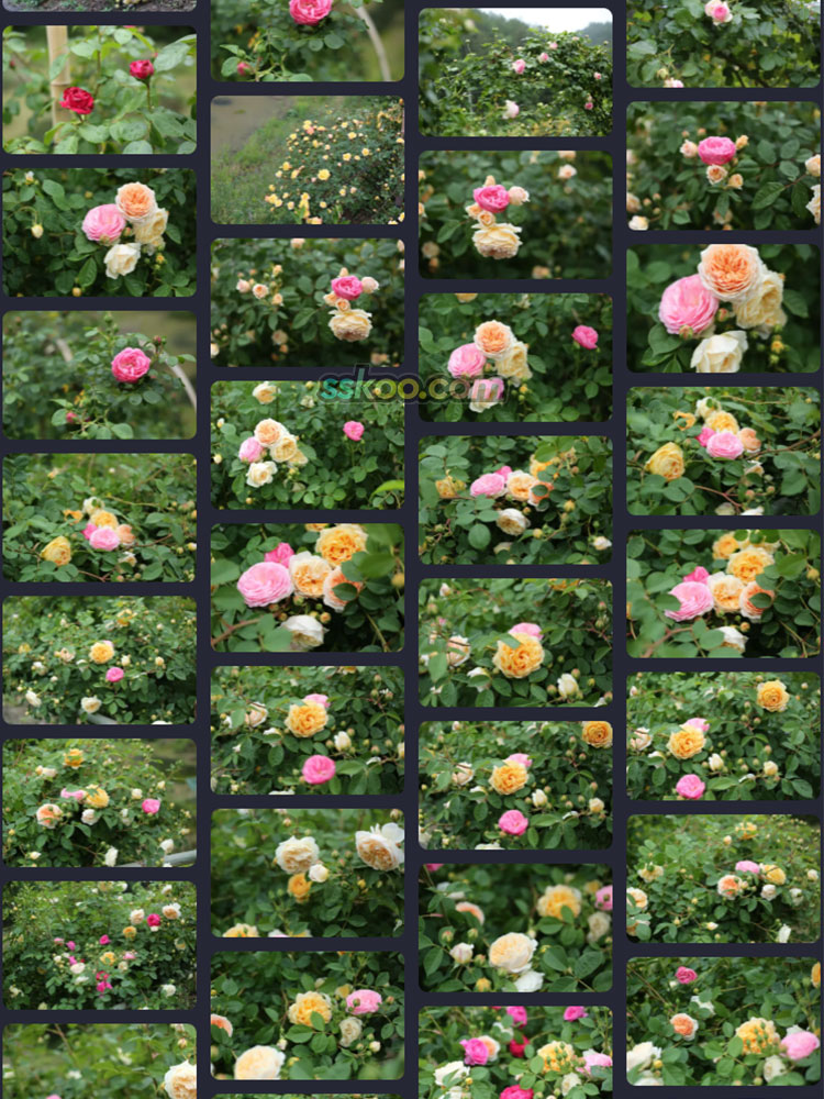 玫瑰月季花朵插图特写照片风景壁纸高清4K摄影图片设计背景素材插图11