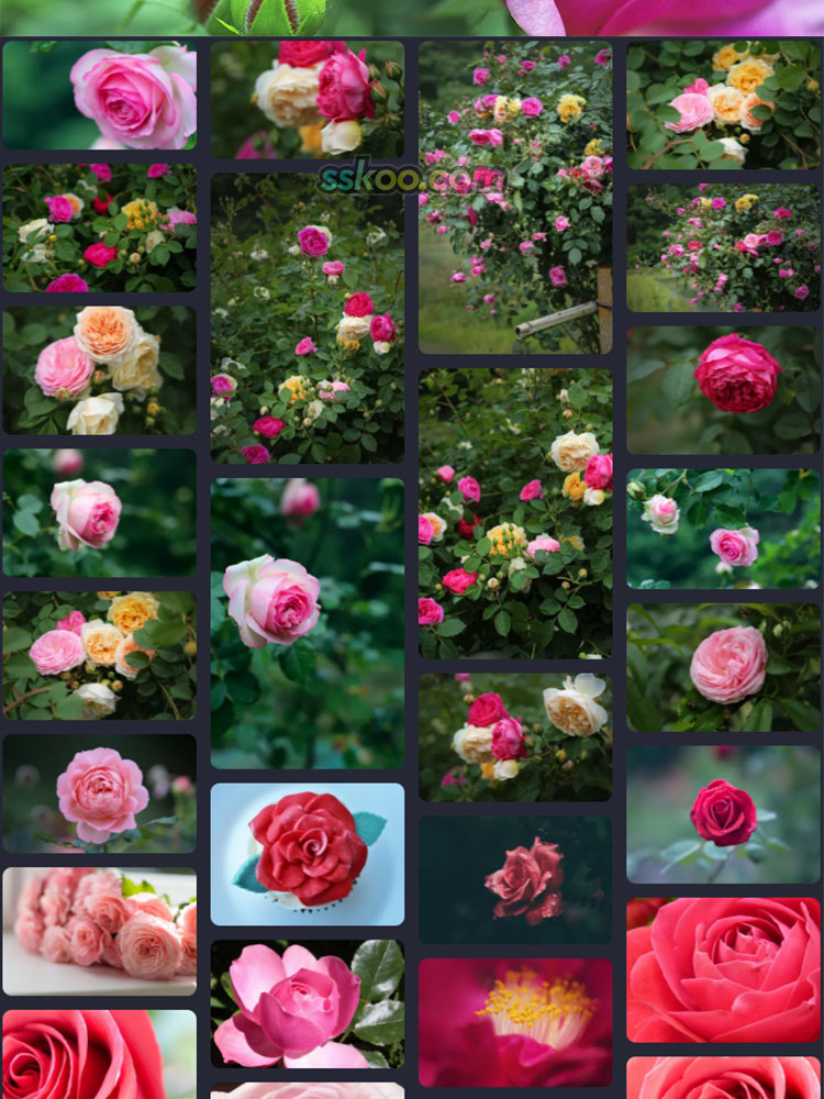 玫瑰月季花朵插图特写照片风景壁纸高清4K摄影图片设计背景素材插图7