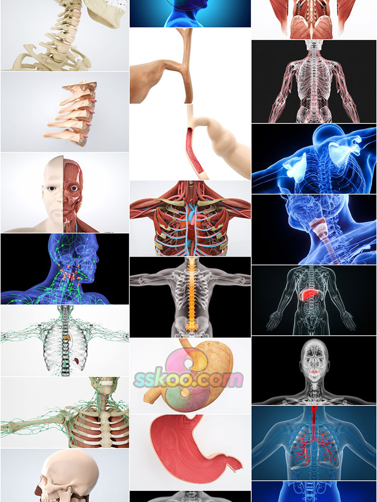 高清人体骨骼肌肉组织器官经脉分布模型场景JPG背景图片设计素材插图6