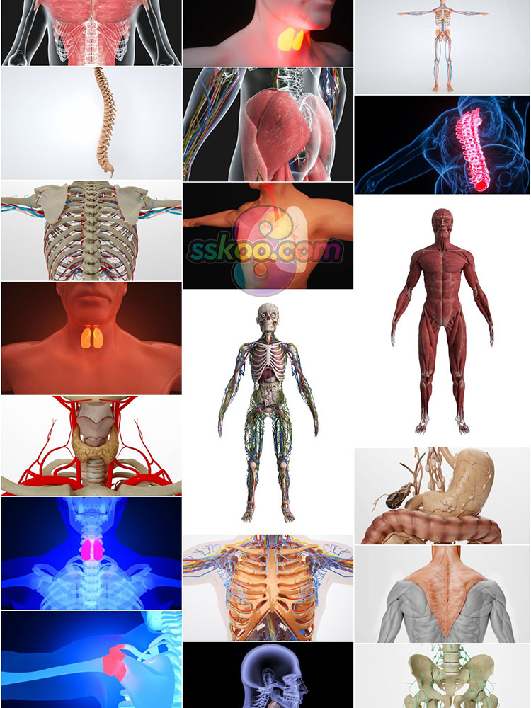 高清人体骨骼肌肉组织器官经脉分布模型场景JPG背景图片设计素材插图4