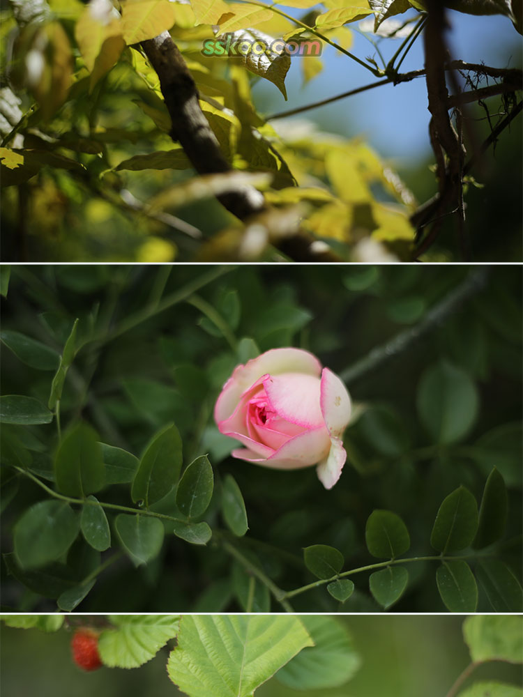 野外山林植物花卉种植月季花玫瑰花绿植风景特写照片高清图片素材插图5