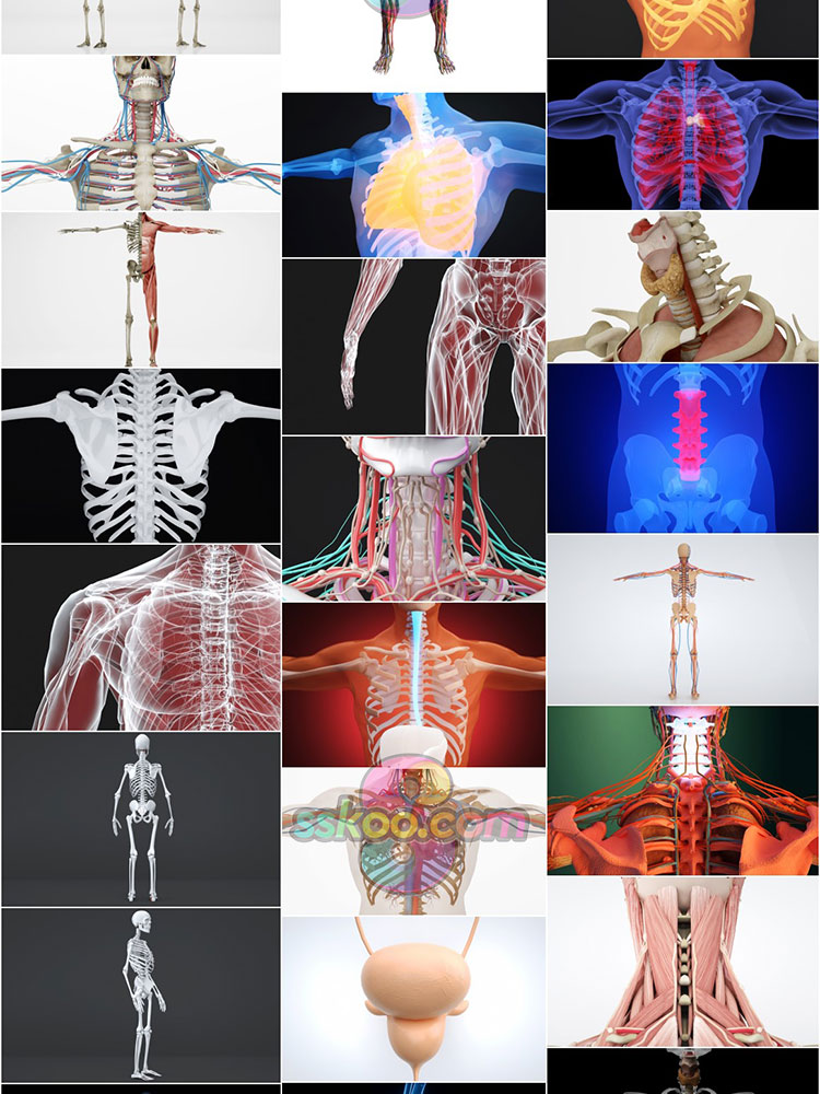 高清人体骨骼肌肉组织器官经脉分布模型场景JPG背景图片设计素材插图2