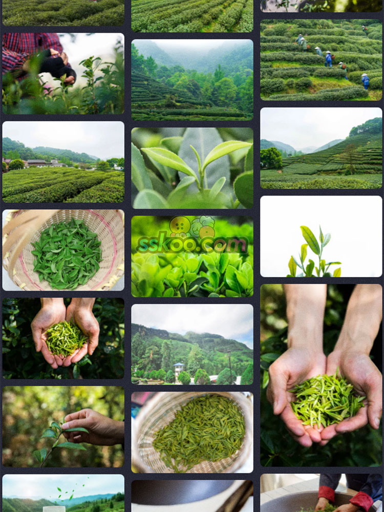 茶山采茶安溪铁观音高山茶园茶青嫩芽炒武夷山高清照片图片素材插图10