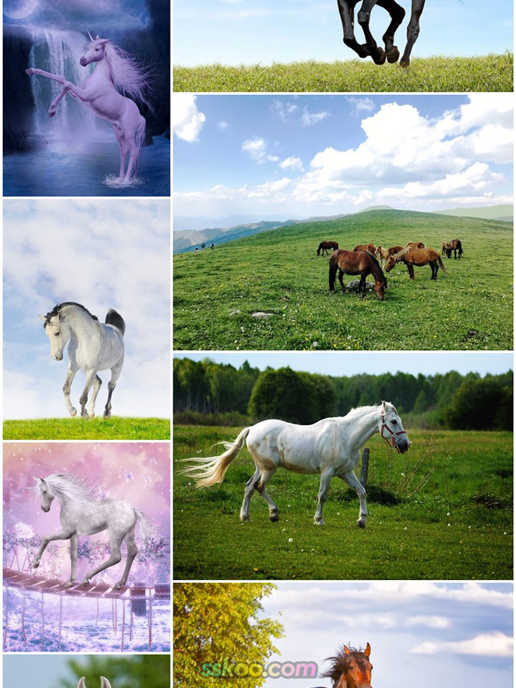 草原骏马场景高清JPG摄影特写照片4K壁纸背景图片插图设计素材插图2