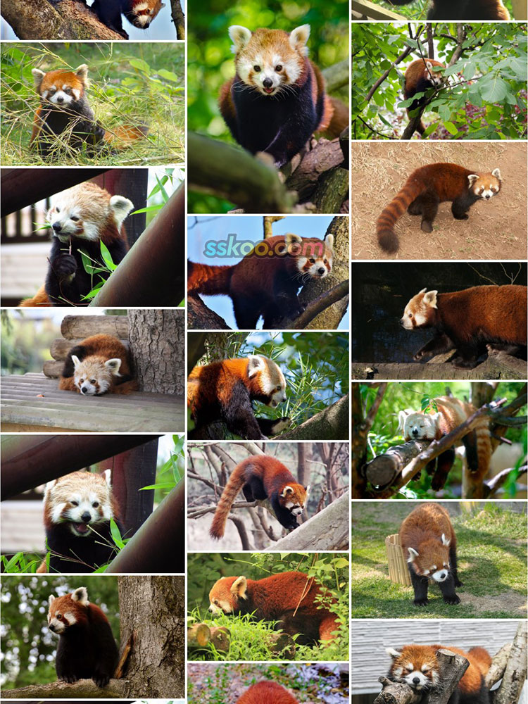 萌红熊猫爬树图片动物园生物超大高清特写JPG图插图摄影设计素材插图11