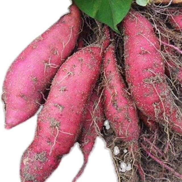 淘宝抢购红薯大法好，新手也能秒变抢购达人！