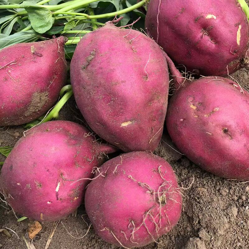 海南澄迈桥头富硒地瓜香甜长寿秘诀？