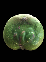 Qingpi special shooting the default is to open without refund or exchange play with walnut live broadcast special lion head niche wild