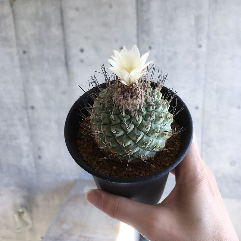 植物员外白花菊水实生strombocactus Disciformis一物一拍仙人球