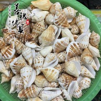 Tibetan Buddhist dress stash supplies Buddha Buddha tamanza eight for seven precious stones by a small sea snail method