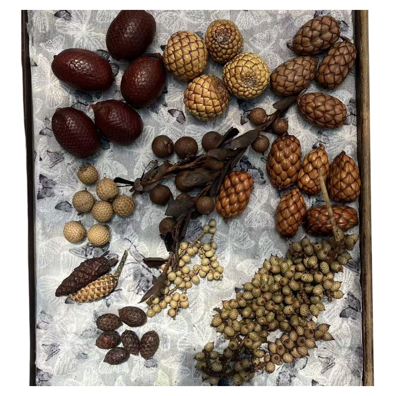 Palm Family, Sago Palm, Areca Palm Collection, Plant Fruit Specimens, Areca Palm, South American Areca Palm, West Valley Palm, Areca Palm, Palm Fruit Palm Family, Sago Palm, Areca Palm Collection, Plant Fruit Specimens, Areca Palm, South American Areca Palm, West Valley Palm, Areca Palm, Palm Fruit